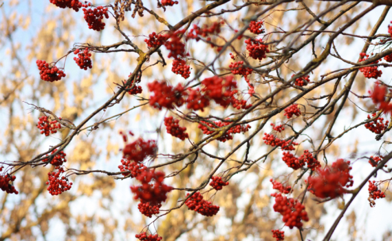 27 ноября отмечаем праздник в честь ветеринаров на Кубани, оценщиков, именинников и не только 27 ноября отмечаем праздник в честь ветеринаров на Кубани, оценщиков, именинников и не только