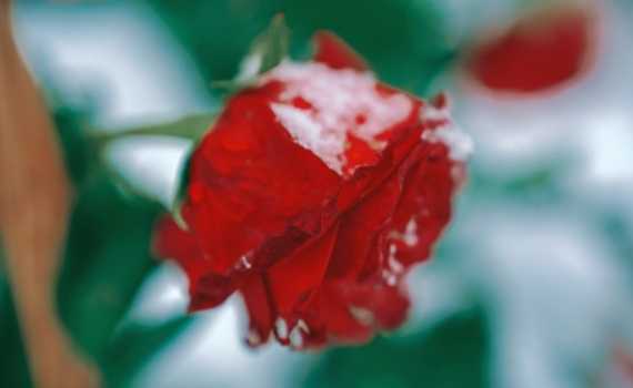 Не дайте погибнуть: что делать, если ваши розы начали просыпаться посреди зимы Не дайте погибнуть: что делать, если ваши розы начали просыпаться посреди зимы