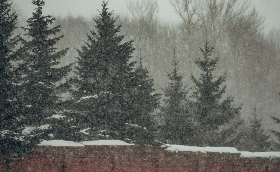 Нормативы против суеверий: что важнее при посадке ели — закон или примета? Размер имеет значение Нормативы против суеверий: что важнее при посадке ели — закон или примета? Размер имеет значение