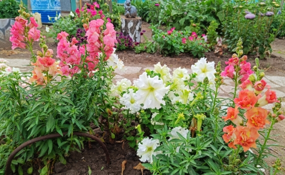 Февральское волшебство: бросьте щепотку семян в снег и ждите чуда — алые шапки цветов к июню Февральское волшебство: бросьте щепотку семян в снег и ждите чуда — алые шапки цветов к июню