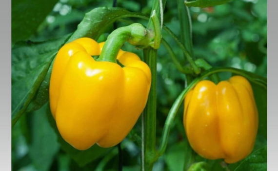 Перец, который вы съели вчера — старт вашего огорода: 5 шагов от семечка из супермаркета до урожая Перец, который вы съели вчера — старт вашего огорода: 5 шагов от семечка из супермаркета до урожая